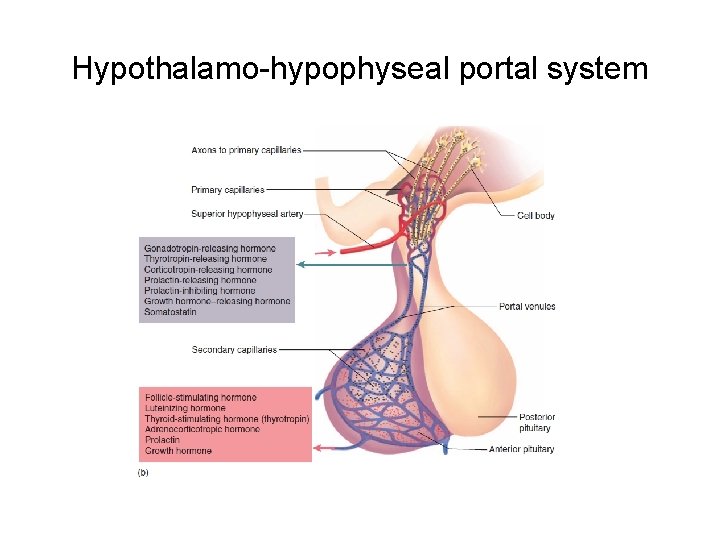 Hypothalamo-hypophyseal portal system 