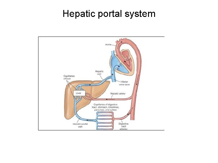 Hepatic portal system 