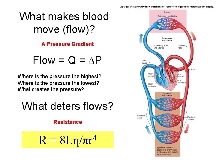 What makes blood move (flow)? A Pressure Gradient Flow = Q = ∆P Where