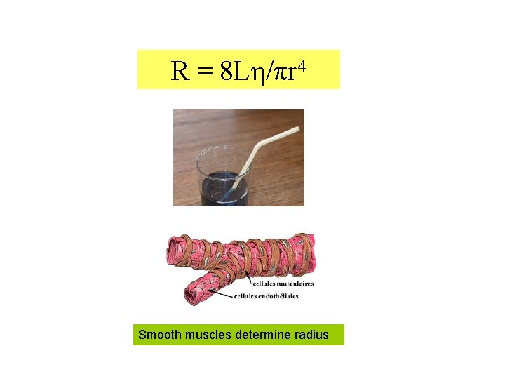 R = 8 Lη/πr 4 Smooth muscles determine radius 