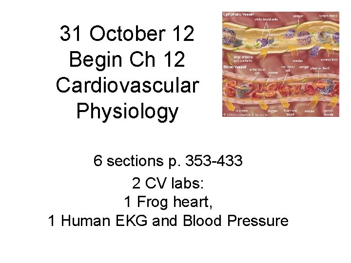 31 October 12 Begin Ch 12 Cardiovascular Physiology 6 sections p. 353 -433 2