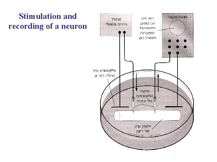 Stimulation and recording of a neuron 