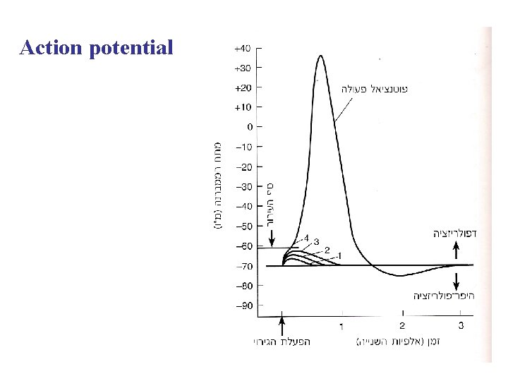 Action potential 