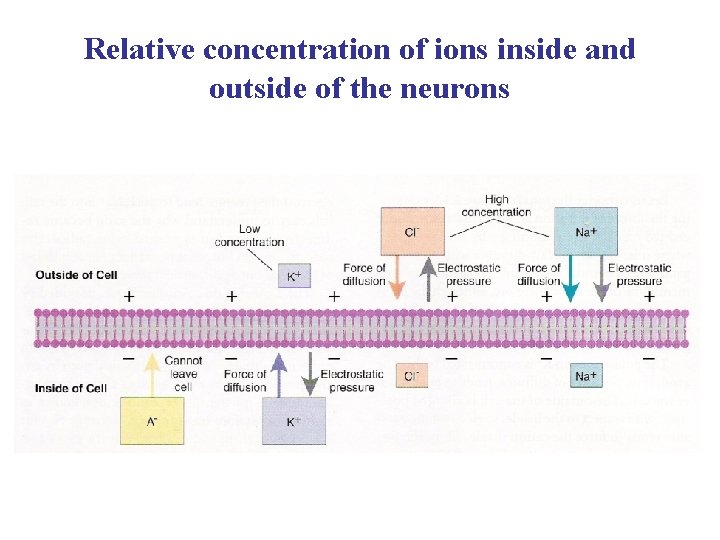 Relative concentration of ions inside and outside of the neurons 