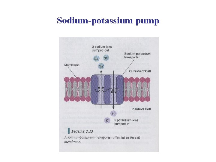 Sodium-potassium pump 