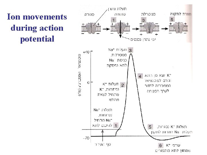 Ion movements during action potential 