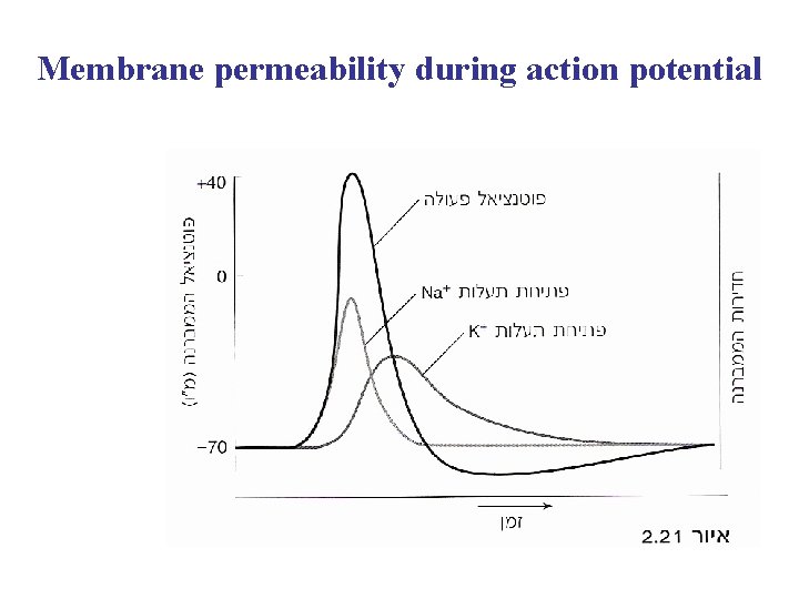 Membrane permeability during action potential 