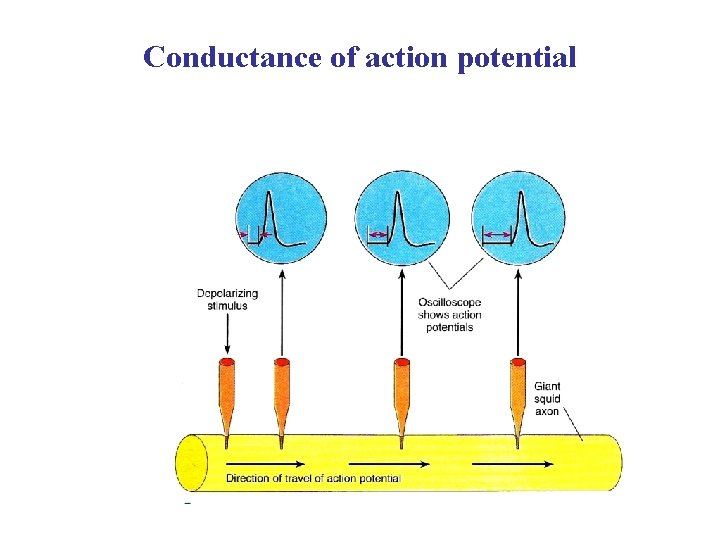 Conductance of action potential 