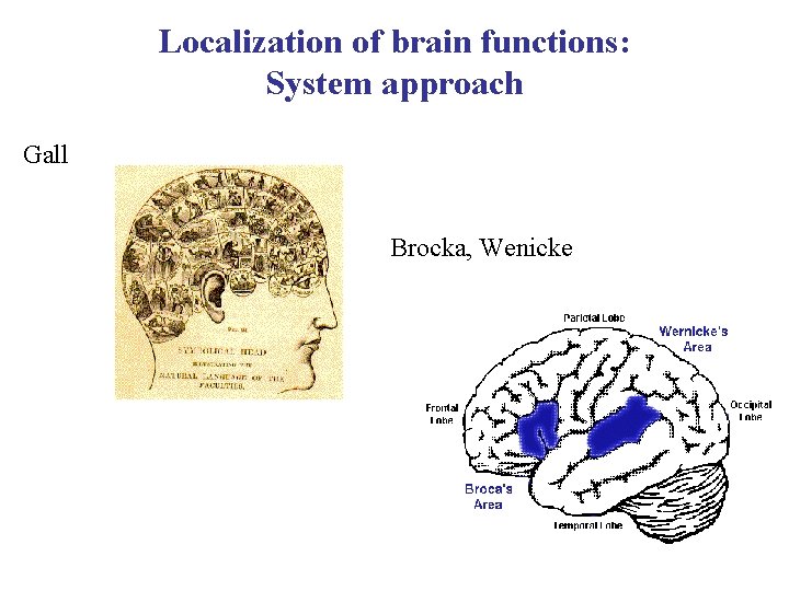 Localization of brain functions: System approach Gall Brocka, Wenicke 