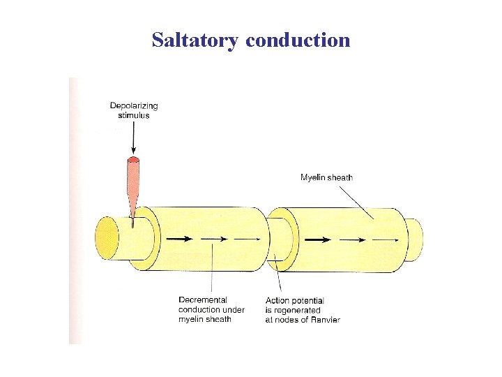 Saltatory conduction 