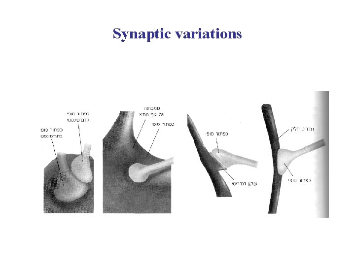 Synaptic variations 