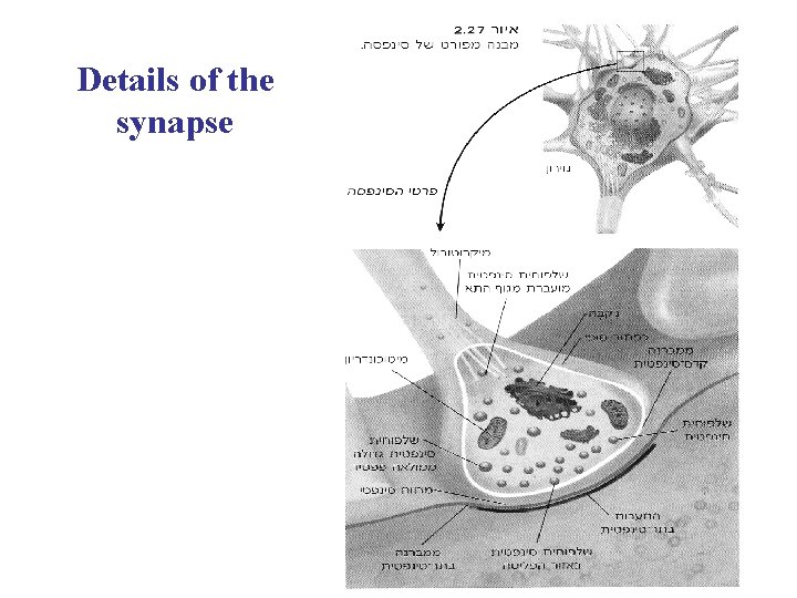 Details of the synapse 