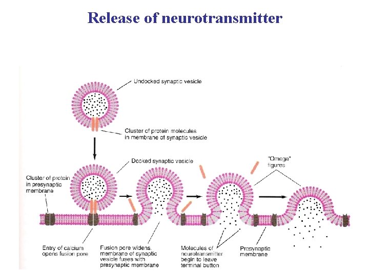 Release of neurotransmitter 