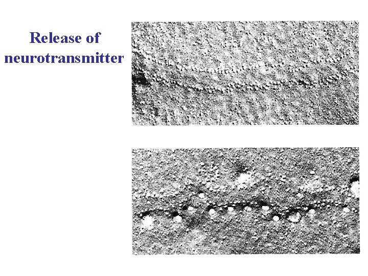 Release of neurotransmitter 