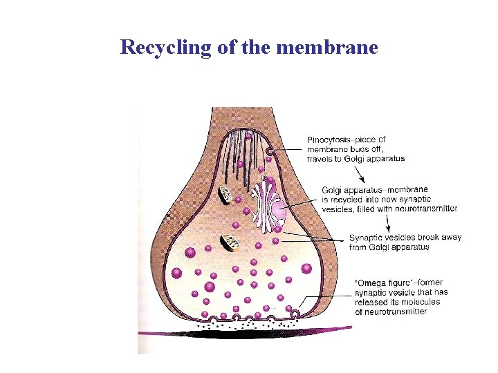 Recycling of the membrane 