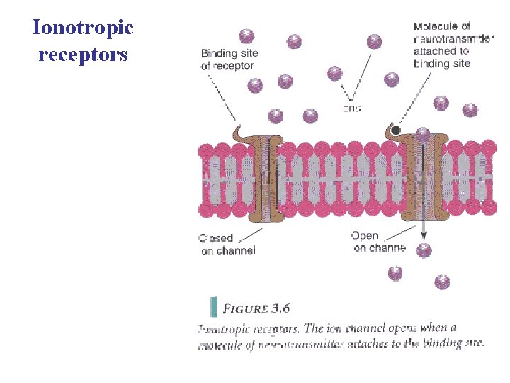 Ionotropic receptors 
