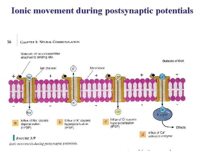Ionic movement during postsynaptic potentials 