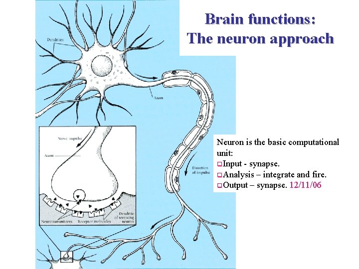 Brain functions: The neuron approach Neuron is the basic computational unit: q. Input -