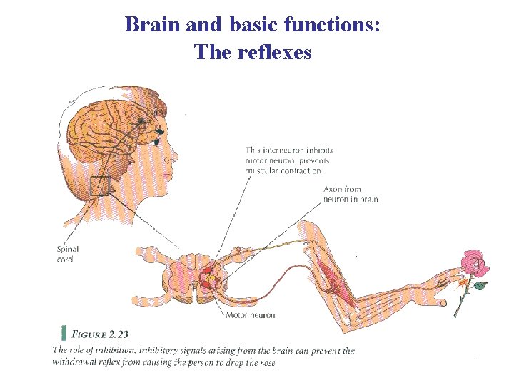 Brain and basic functions: The reflexes 