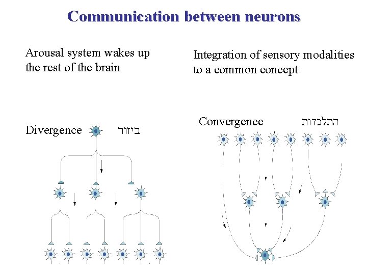 Communication between neurons Arousal system wakes up the rest of the brain Divergence ביזור
