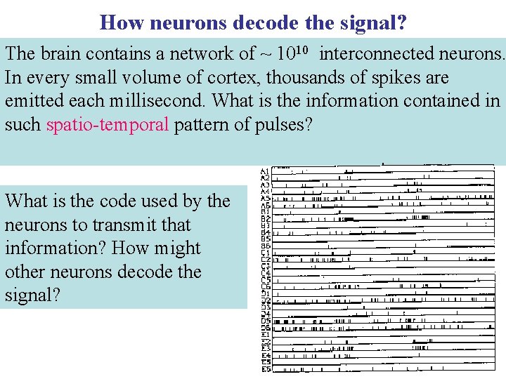 How neurons decode the signal? The brain contains a network of ~ 1010 interconnected