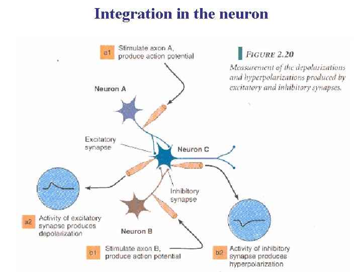Integration in the neuron 