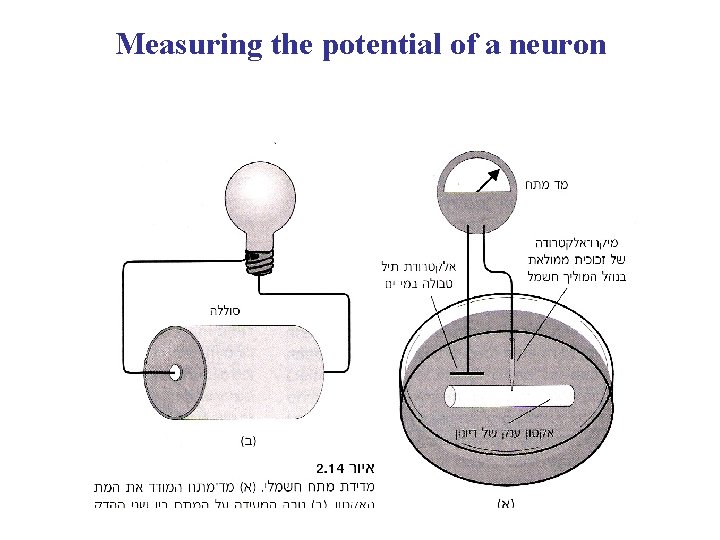 Measuring the potential of a neuron 