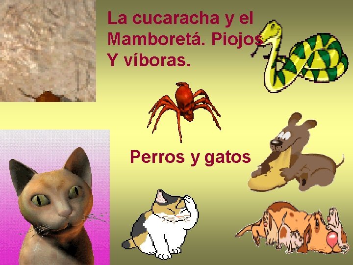 La cucaracha y el Mamboretá. Piojos Y víboras. Perros y gatos La cucaracha y el Mamboretá. Piojos Y víboras. Perros y gatos