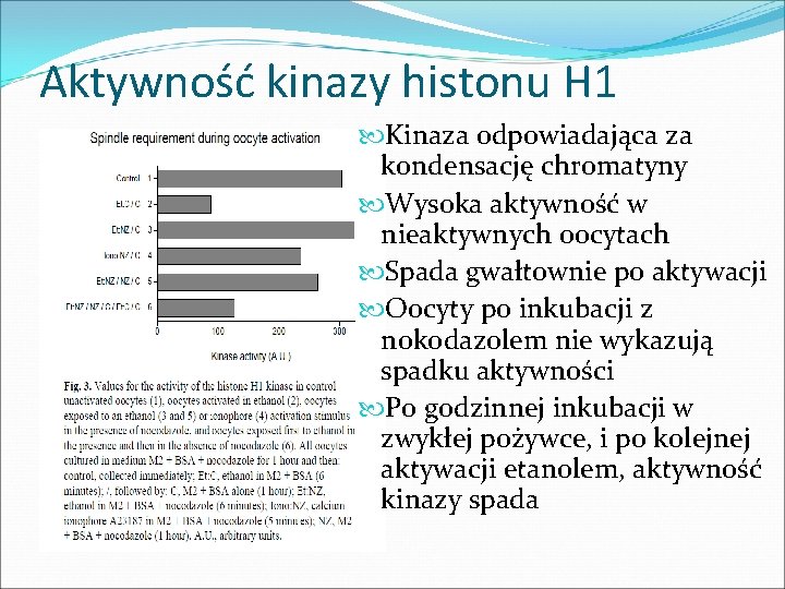 Aktywność kinazy histonu H 1 Kinaza odpowiadająca za kondensację chromatyny Wysoka aktywność w nieaktywnych