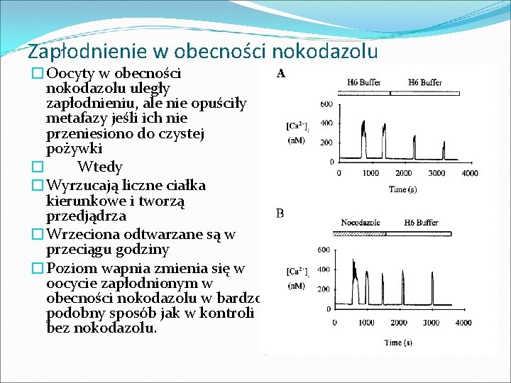 Zapłodnienie w obecności nokodazolu �Oocyty w obecności nokodazolu uległy zapłodnieniu, ale nie opuściły metafazy