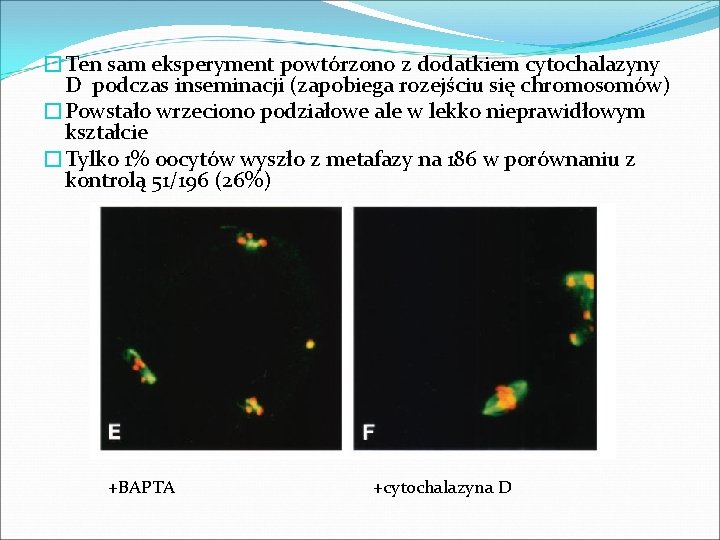 �Ten sam eksperyment powtórzono z dodatkiem cytochalazyny D podczas inseminacji (zapobiega rozejściu się chromosomów) �Ten sam eksperyment powtórzono z dodatkiem cytochalazyny D podczas inseminacji (zapobiega rozejściu się chromosomów)
