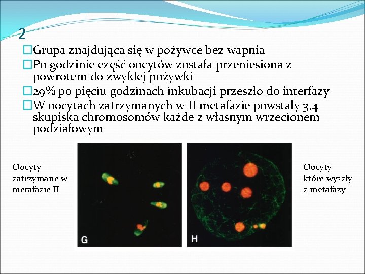 2 �Grupa znajdująca się w pożywce bez wapnia �Po godzinie część oocytów została przeniesiona