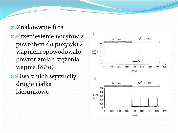  Znakowanie fura Przeniesienie oocytów z powrotem do pożywki z wapniem spowodowało powrót zmian