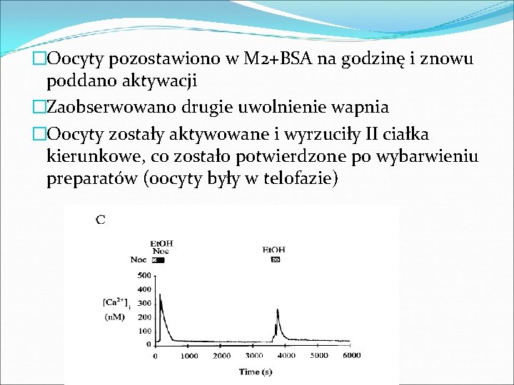 �Oocyty pozostawiono w M 2+BSA na godzinę i znowu poddano aktywacji �Zaobserwowano drugie uwolnienie �Oocyty pozostawiono w M 2+BSA na godzinę i znowu poddano aktywacji �Zaobserwowano drugie uwolnienie