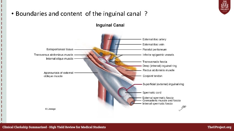  • Boundaries and content of the inguinal canal ? 