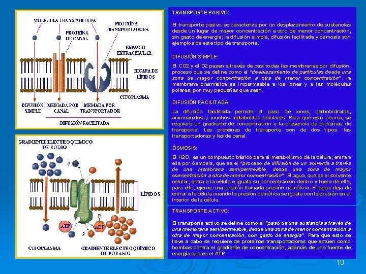TRANSPORTE PASIVO: El transporte pasivo se caracteriza por un desplazamiento de sustancias desde un