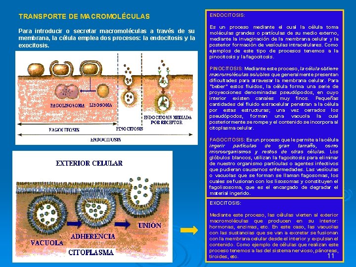 TRANSPORTE DE MACROMOLÉCULAS Para introducir o secretar macromoléculas a través de su membrana, la