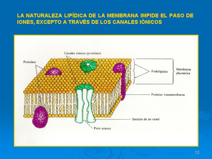 LA NATURALEZA LIPÍDICA DE LA MEMBRANA IMPIDE EL PASO DE IONES, EXCEPTO A TRAVÉS