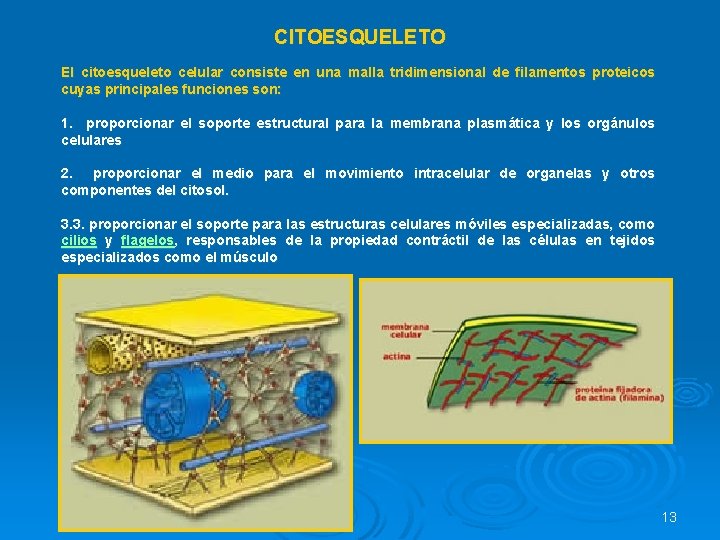 CITOESQUELETO El citoesqueleto celular consiste en una malla tridimensional de filamentos proteicos cuyas principales