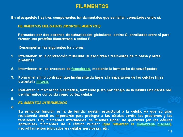 FILAMENTOS En el esqueleto hay tres componentes fundamentales que se hallan conectados entre sí: