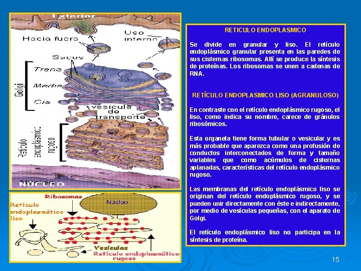 RETICULO ENDOPLASMICO Se divide en granular y liso. El retículo endoplásmico granular presenta en