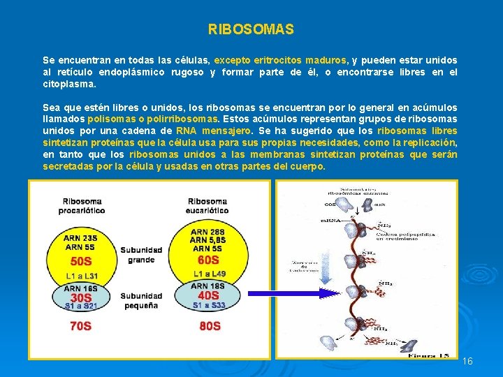 RIBOSOMAS Se encuentran en todas las células, excepto eritrocitos maduros, y pueden estar unidos