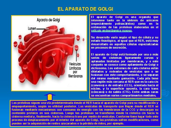 EL APARATO DE GOLGI El aparato de Golgi es una organela que interviene tanto
