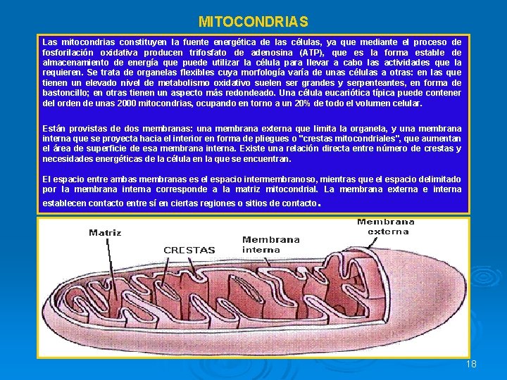MITOCONDRIAS Las mitocondrias constituyen la fuente energética de las células, ya que mediante el