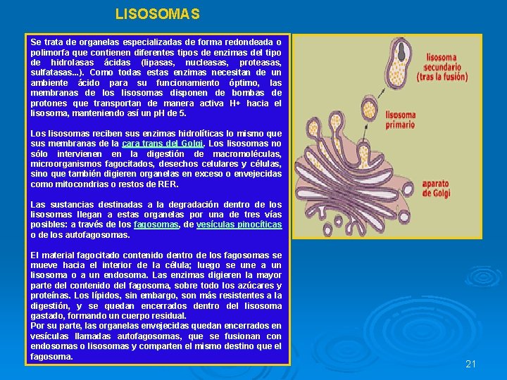 LISOSOMAS Se trata de organelas especializadas de forma redondeada o polimorfa que contienen diferentes