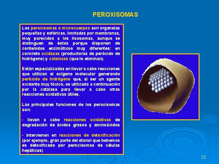 PEROXISOMAS Los peroxisomas o microcuerpos son organelas pequeñas y esféricas, limitadas por membranas, muy