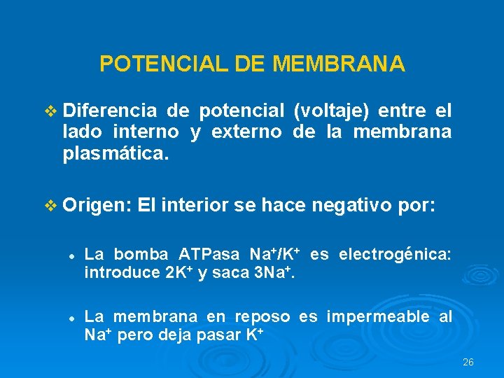 POTENCIAL DE MEMBRANA v Diferencia de potencial (voltaje) entre el lado interno y externo