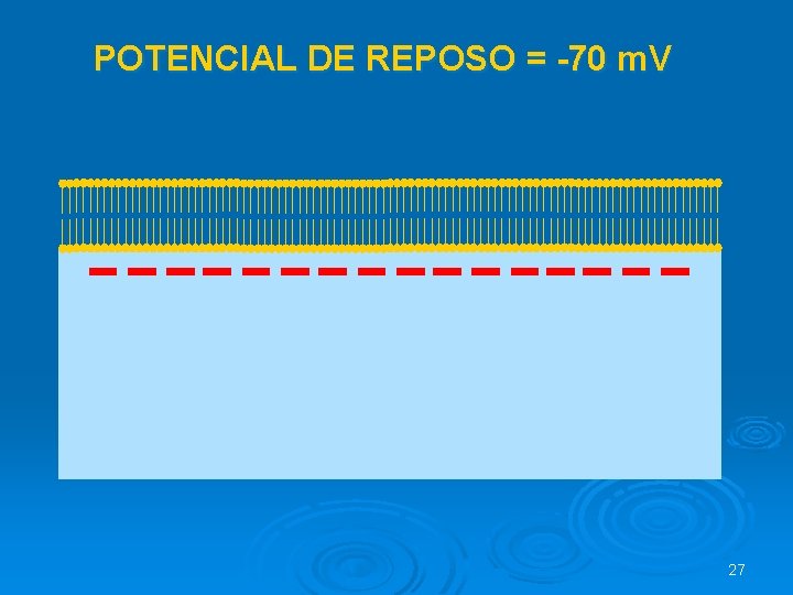 POTENCIAL DE REPOSO = -70 m. V 27 