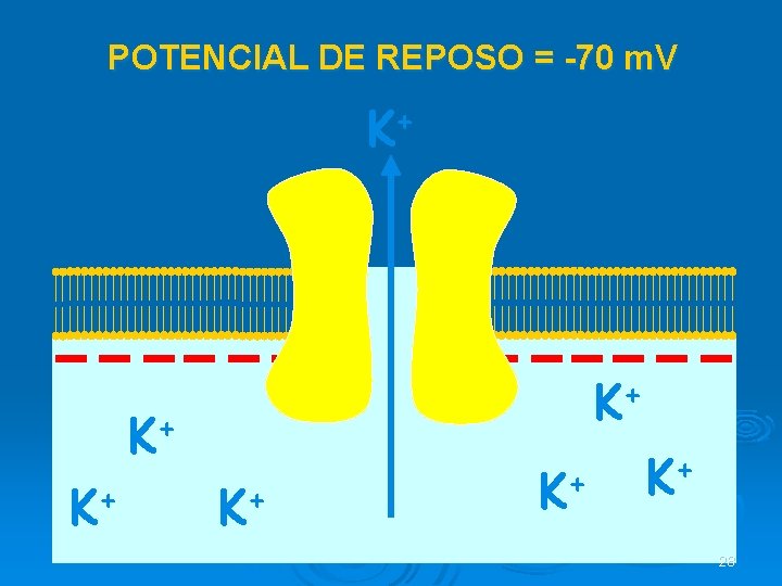 POTENCIAL DE REPOSO = -70 m. V K+ K+ K+ + K K+ 28