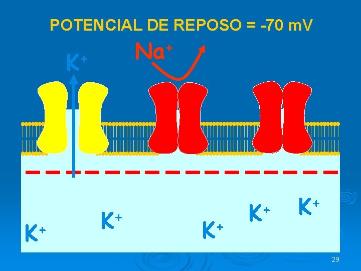 POTENCIAL DE REPOSO = -70 m. V + Na K+ K+ + K K+